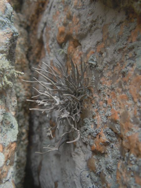 ...Roccella fuciformis?